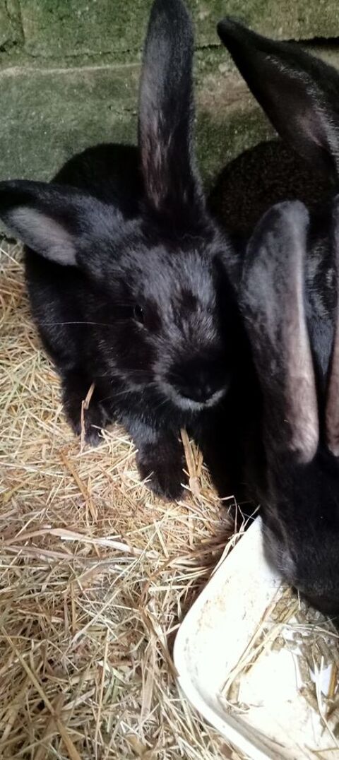 Lapin papillon 10 33125 Saint-magne