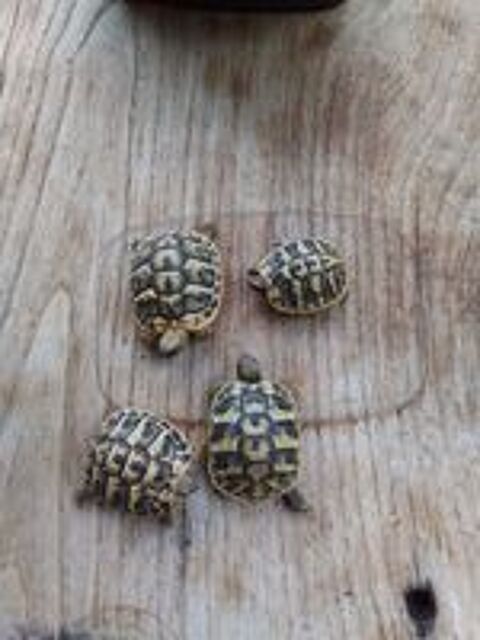   Tortue de terre  
