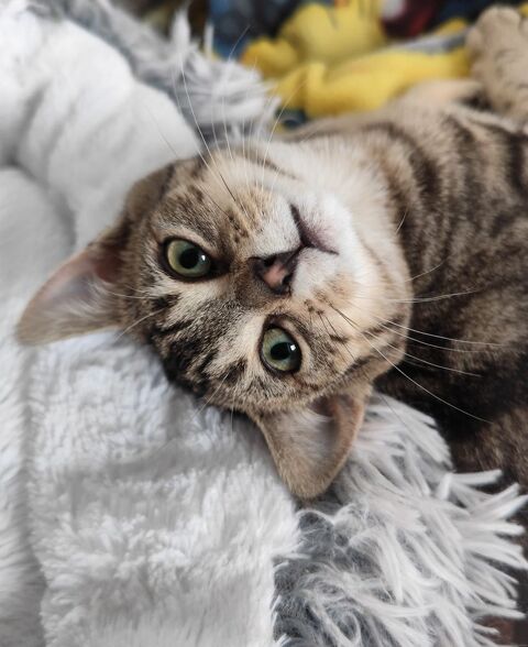 Alésia, adorable chatonne grise tigrée 99 50310 Quinville
