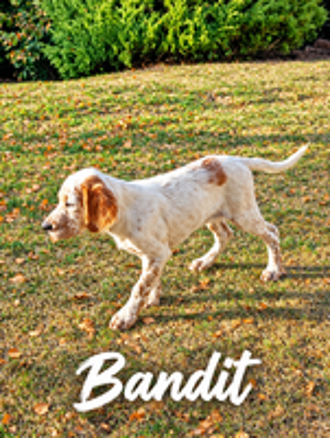   chiot setter anglais 
