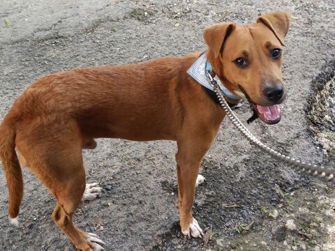 Frisky, mâle X croisé berger , né le 01/04/2025 380 01000 Bourg-en-bresse