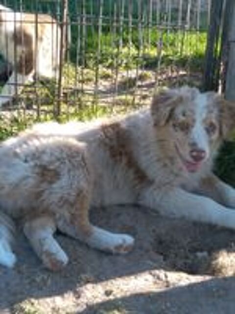   chiots berger australien 