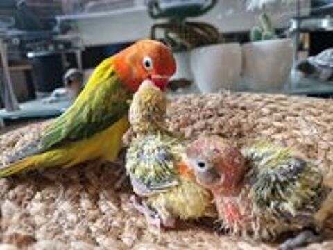   ins�parable petit perroquet 