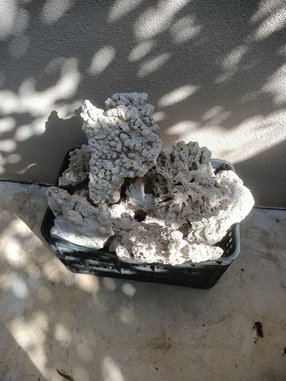 Corail de d&eacute;coration 