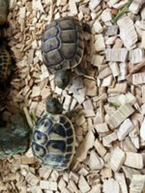   Tortues graeca nées l'été dernier  