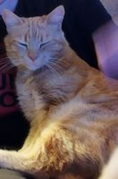   Chat Perdu 