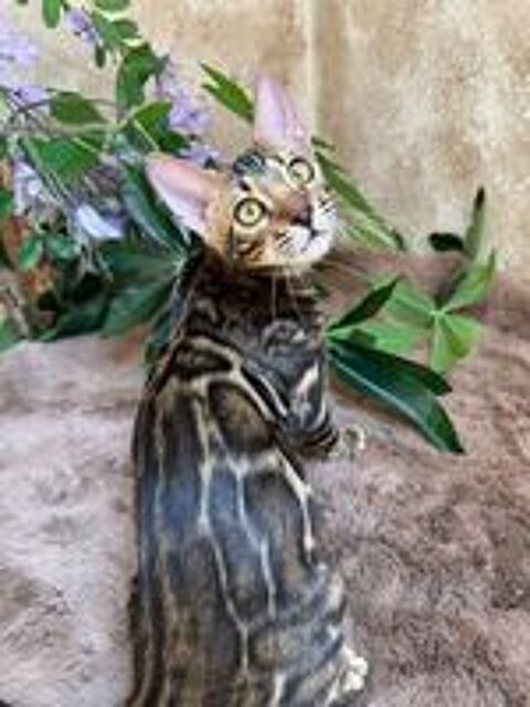   Chaton Bengal femelle Brown tabby spotted, rosettes XXL 