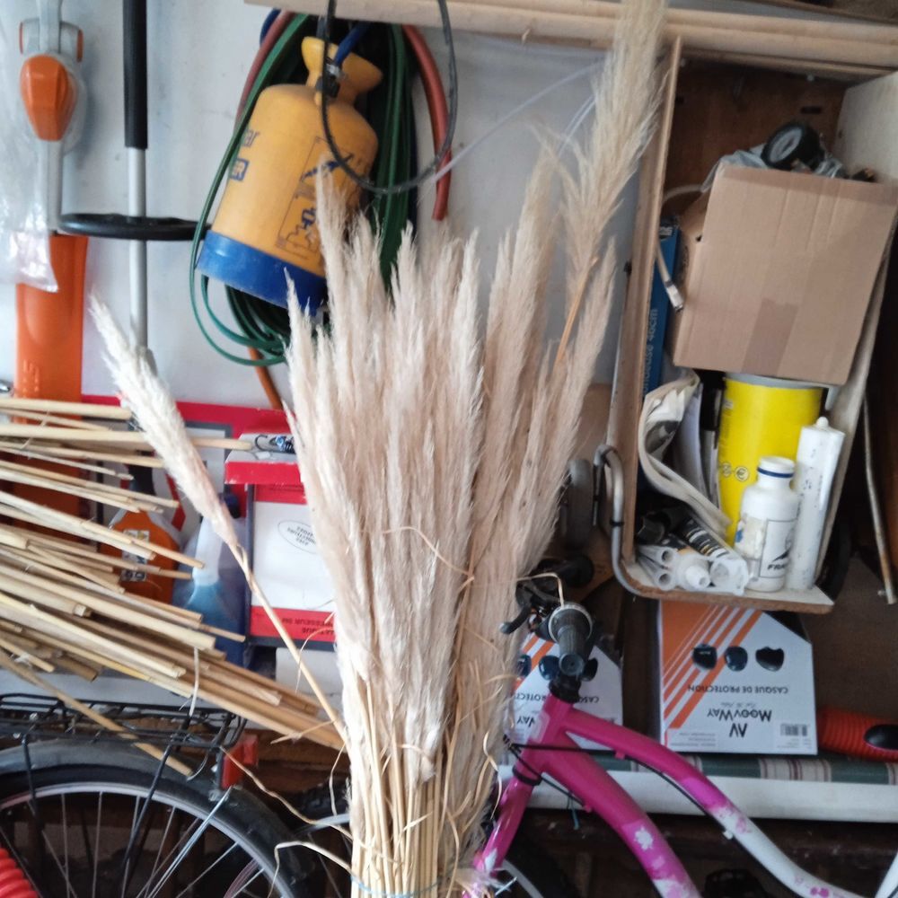 Herbes de pampa Décoration