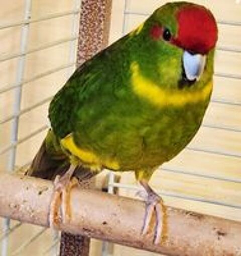   3 kakarikis adultes 