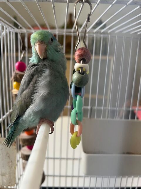 Cage avec toui c&eacute;lestes pastel epp 50 69500 Bron