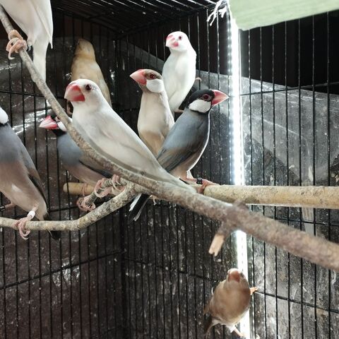 Paddas 25 29860 Le drennec