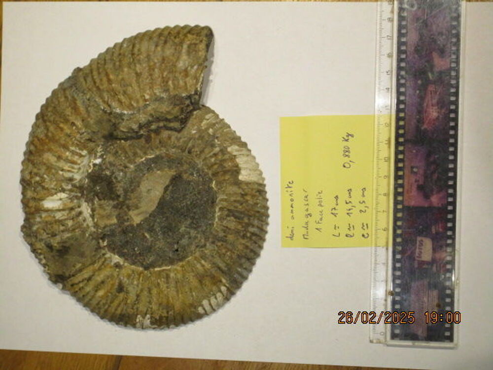 Demi Ammonites de Madagascar 