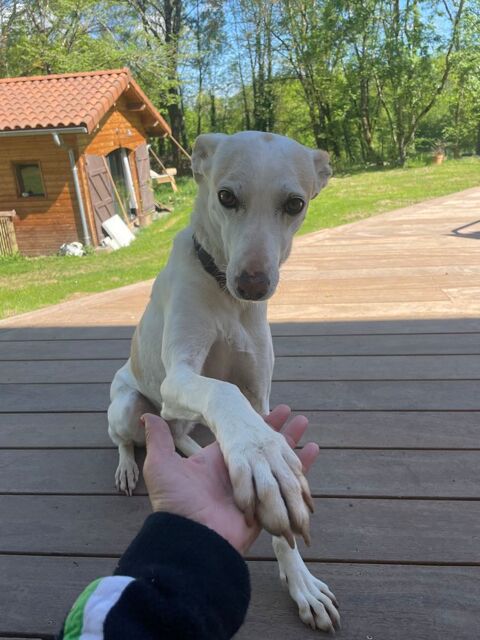 SISUCA🩷 est un d&eacute;lice ! une perle douce et joyeuse de 19 kg 195 24140 Douville