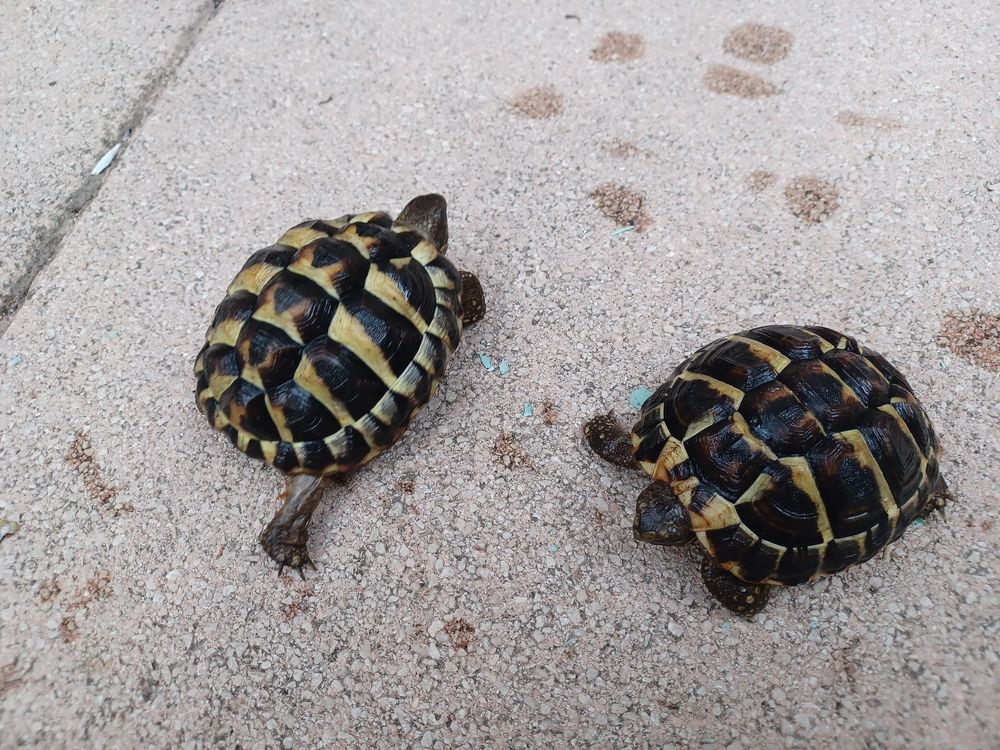   TORTUES TERRESTES de 4 ans 