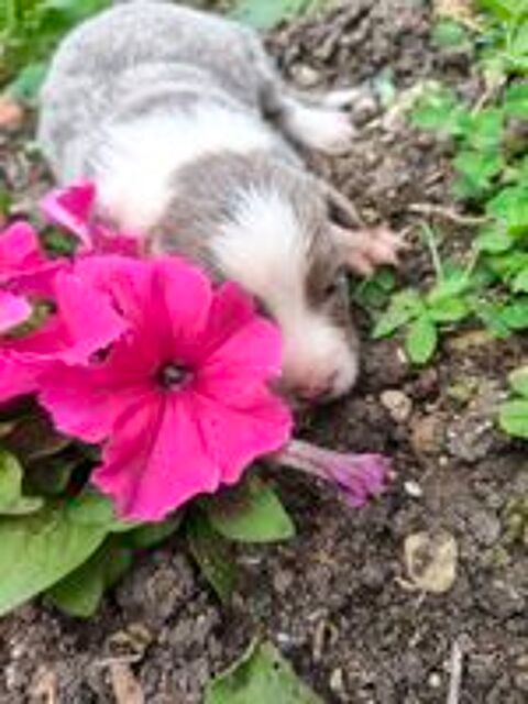   Beaux chiots border collie 