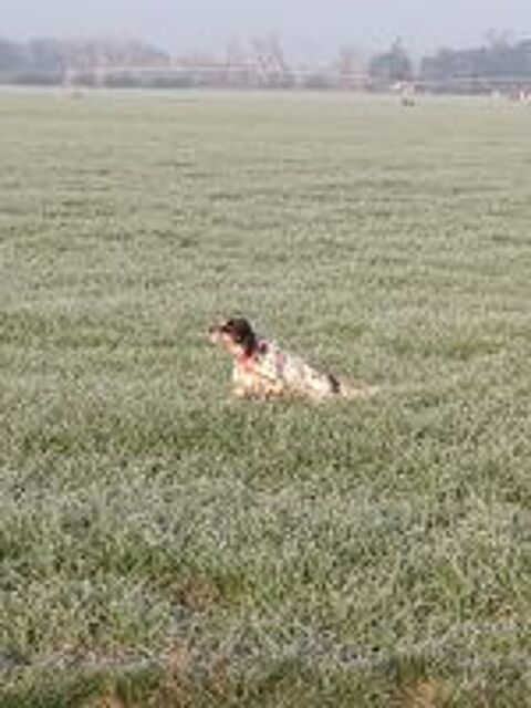   Setter anglais tricolore pour saillie  ( Gironde) 