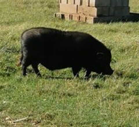  Cochon  nain 