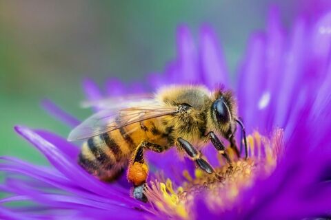 Essaim d'abeilles buckfast VSH hiverné 0 70700 Velleclaire