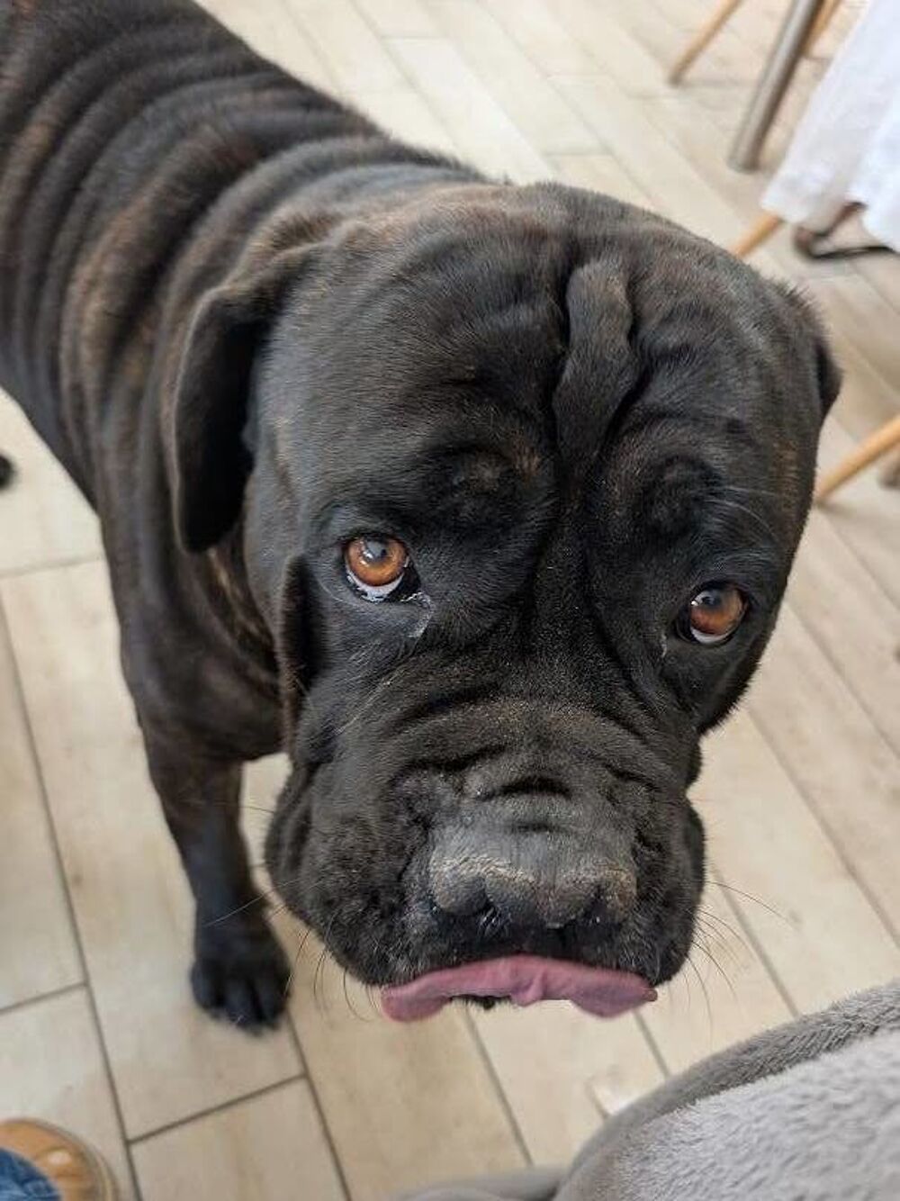   Cane Corso et Epagneul Breton mix beagle 6ans 