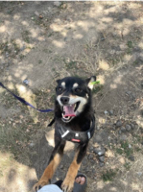   A L'ADOPTION FLEUR 