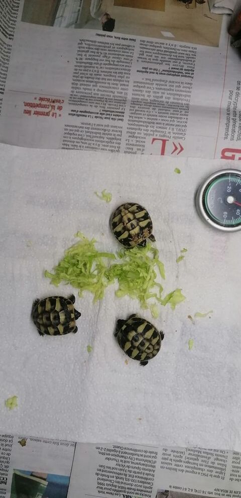 Tortues terrestres 100 28190 Saint-luperce