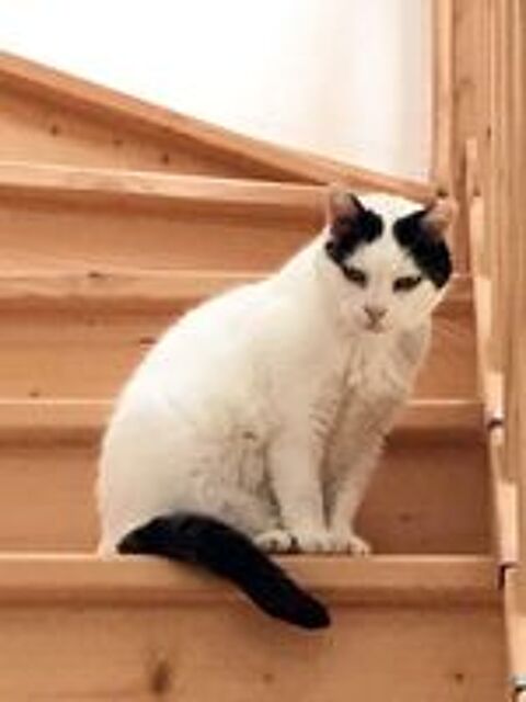   BLANCHETTE, superbe chatte noire et blanche à adopter via l'association UMA 