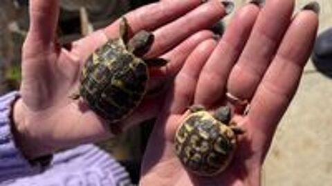   Tortues de terre 