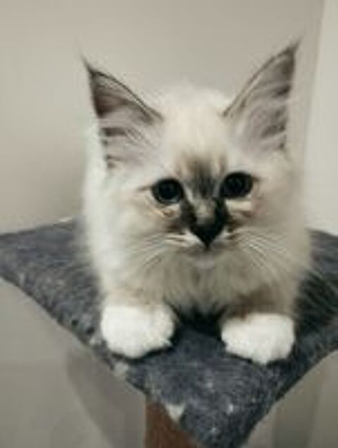   Chatons Sacr de Birmanie 4 mois 1/2. LOOF 700 euros 