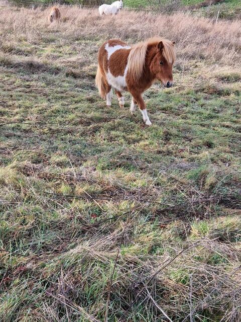 poney male 450 43170 Saugues