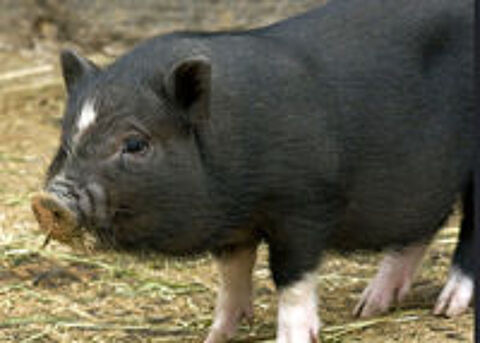   Cochon nain  