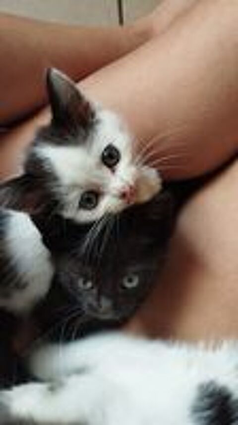   Offre 3 adorables chatons à chouchouter  