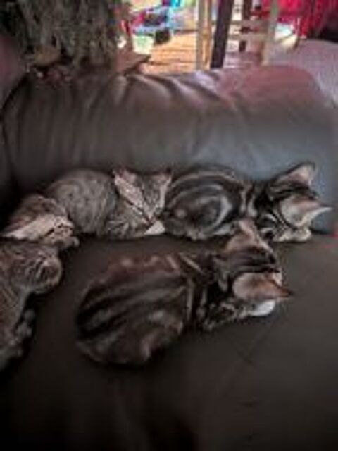   Donne chaton  