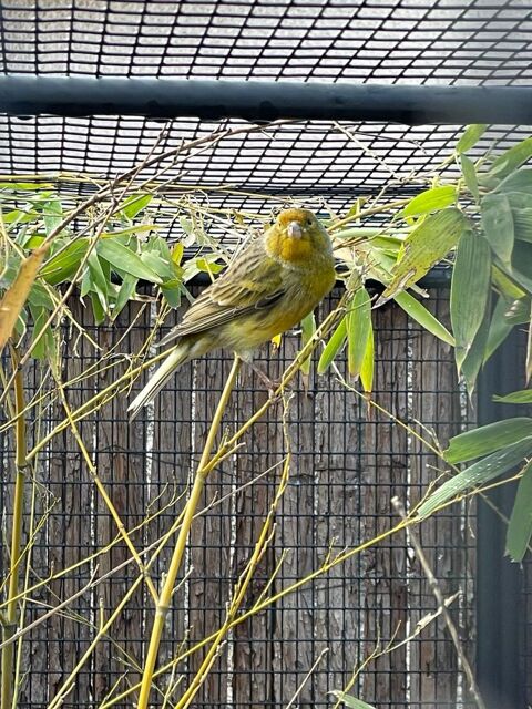 1 canaris avec petit cage
50 74100 Annemasse