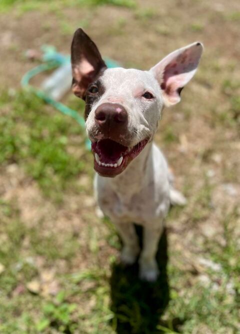 Neo, mâle croisé berger, né le 01/01/2025 &#128054; 380 92000 Nanterre