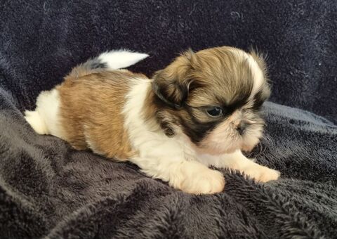 A réserver chiots  shih tzu lof 1300 17000 La rochelle