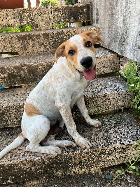 Titou,4 mois , cherche un bon foyer 150 94310 Orly