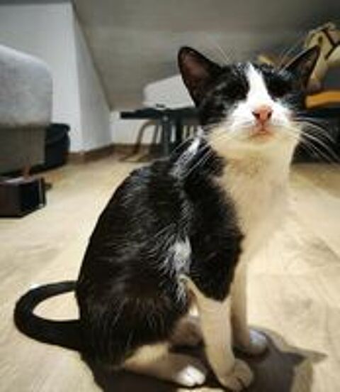   Piuma, chatte noire et blanche à adopter 