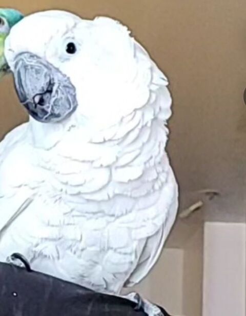 A c&eacute;der cacatoes alba 4 ans + voli&egrave;re 2000 77000 Melun