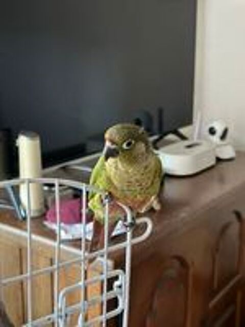   Conure femelle eam  