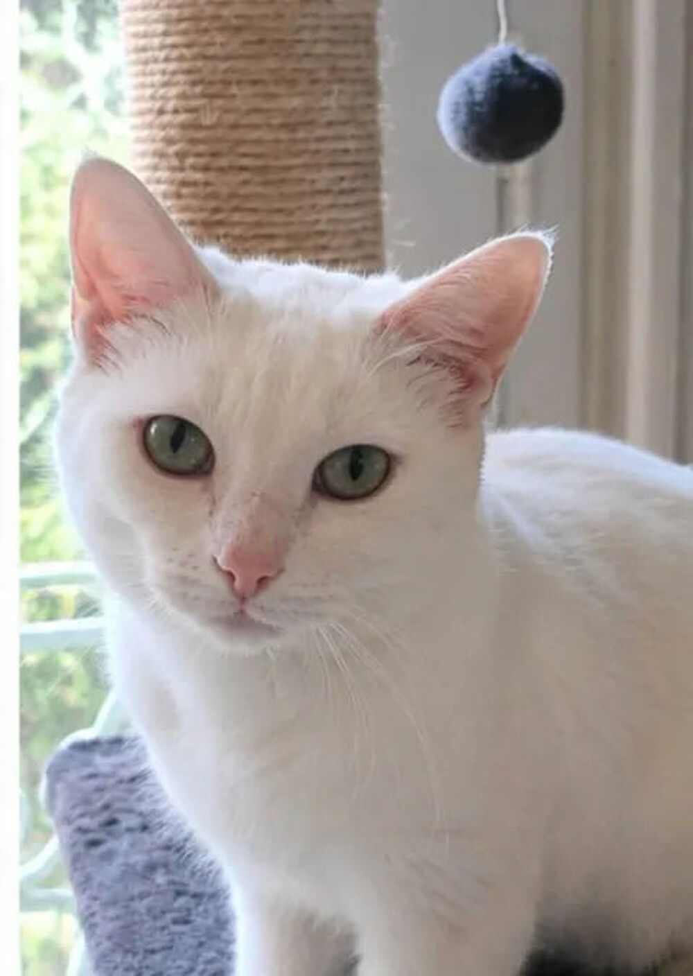   Bianca gentille chatte blanche cherche famille 