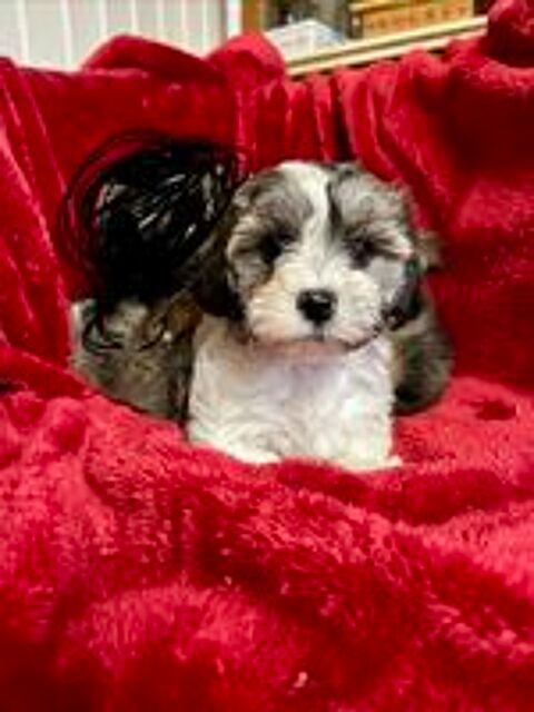   Bichon havanais  