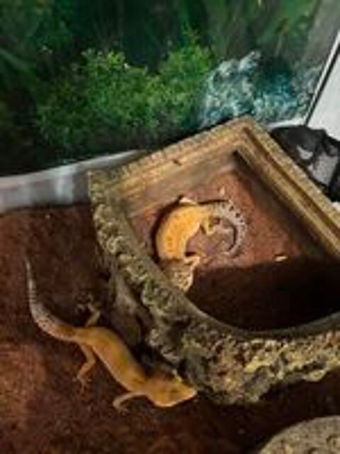  Gecko 