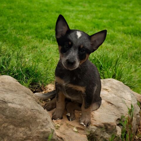 Chiot bouvier australien 650 62270 Conchy-sur-canche