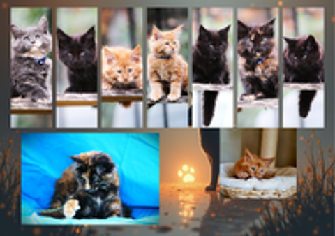   Chatons maine coon 