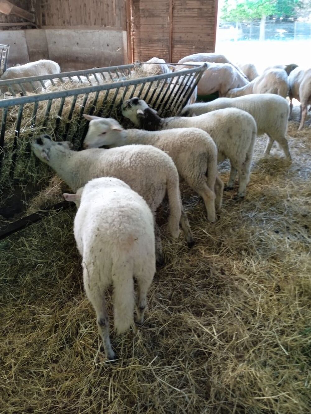   Agneaux d'herbe bio. 
