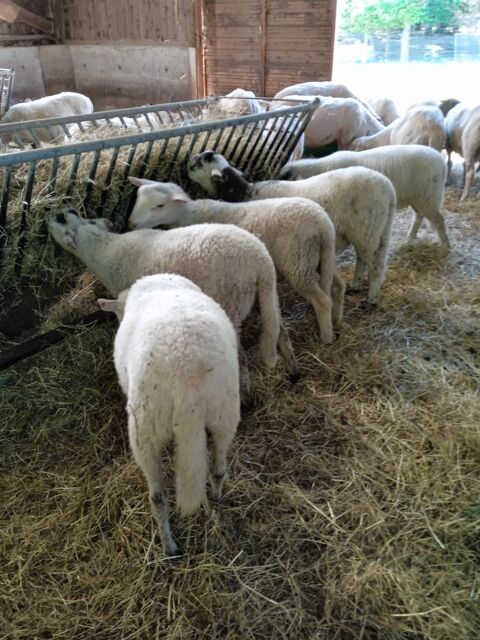 Agneaux d'herbe bio. 4 15150 Saint-g�rons