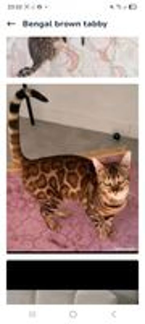   Superbes chatons Bengal brown spotted tabby  