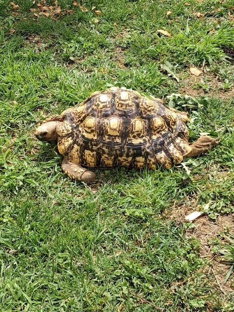 Tortue l&eacute;opard (Stigmochelys pardalis), 0 30000 N�mes