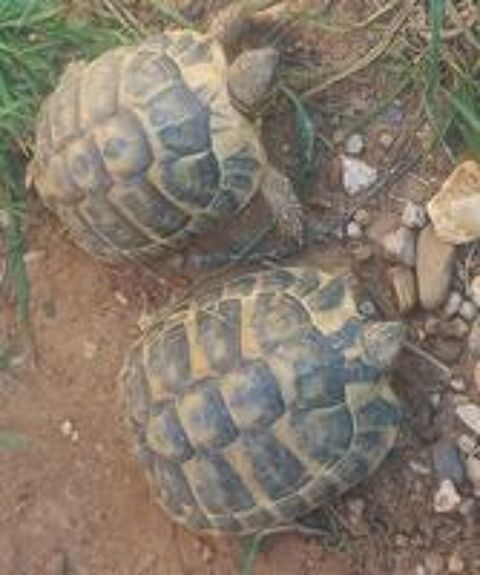   Tortues 3 /5 ans  