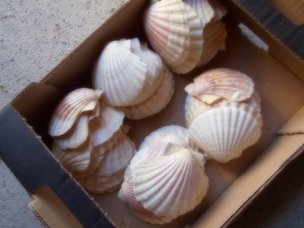 coquilles st jacques Décoration